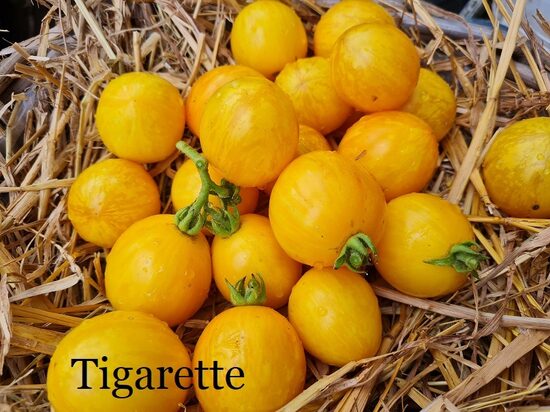 Tigarette, dzeltens (tomāta stāds podiņā)
